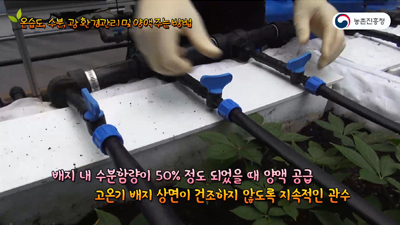 인삼 수경재배