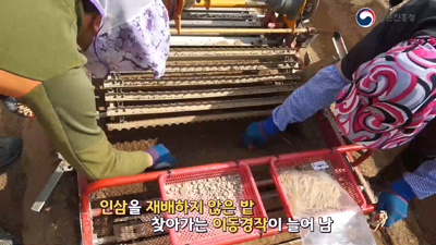 인삼 재배 예정지 토양소독 및 관리 기술